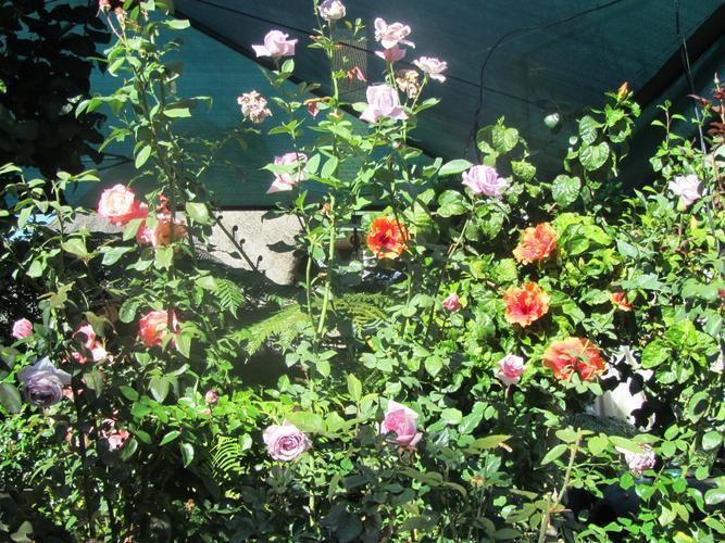 Lala Dene Lodge Bloemfontein Ngoại thất bức ảnh